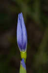 Prairie pleatleaf